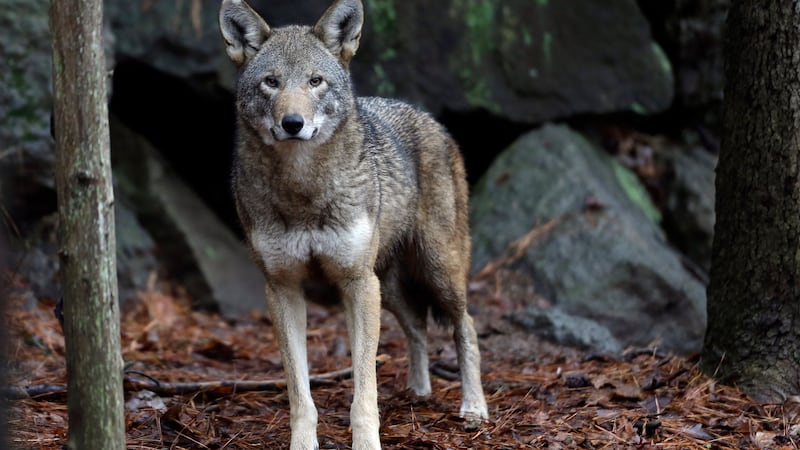 Four litters of endangered red wolf pups born in the NC wild